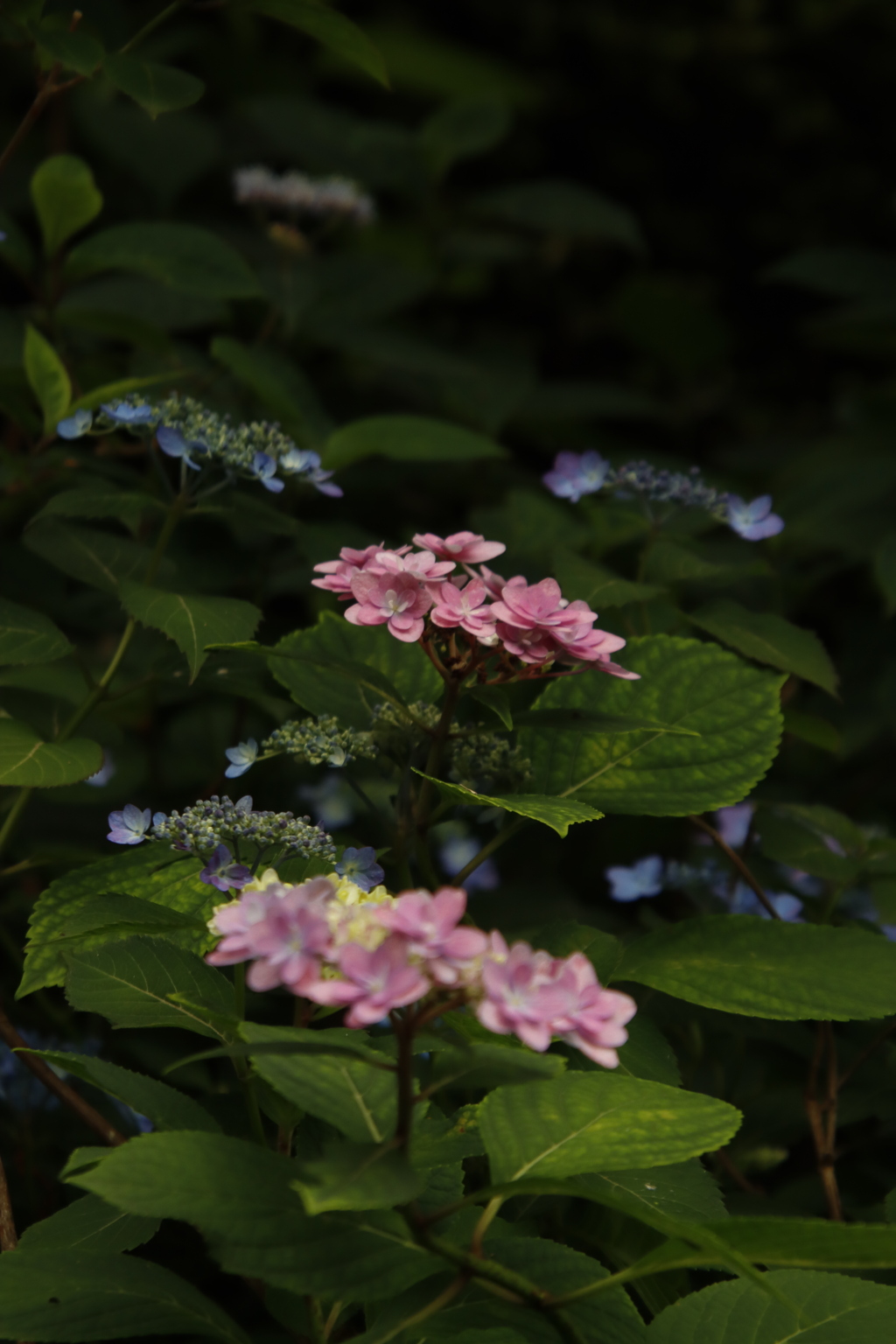 紫陽花５