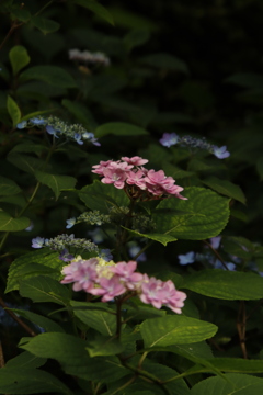 紫陽花５