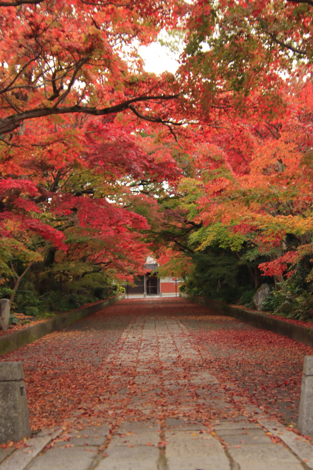 もみじのトンネル4