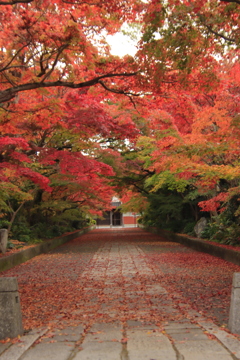 もみじのトンネル4