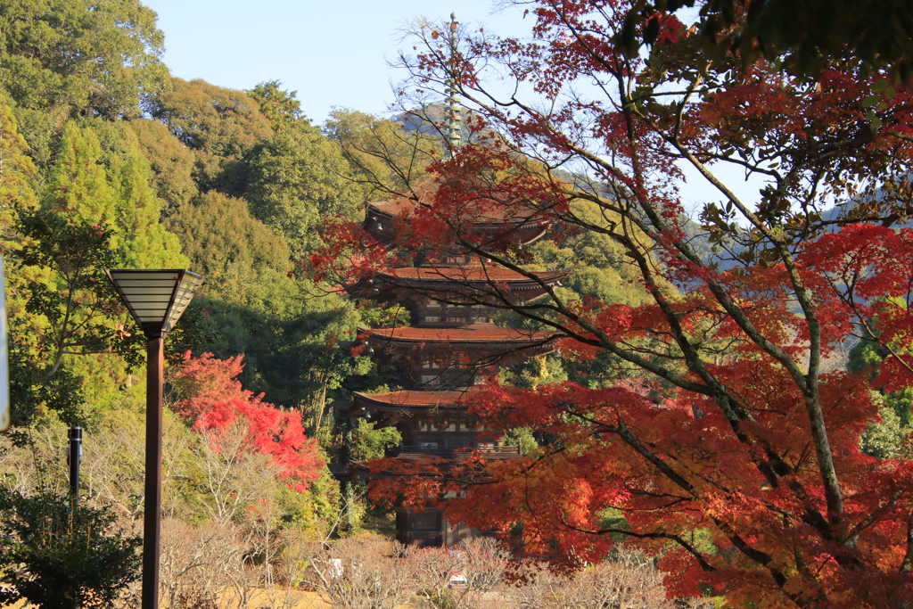 瑠璃光寺五重塔と紅葉3