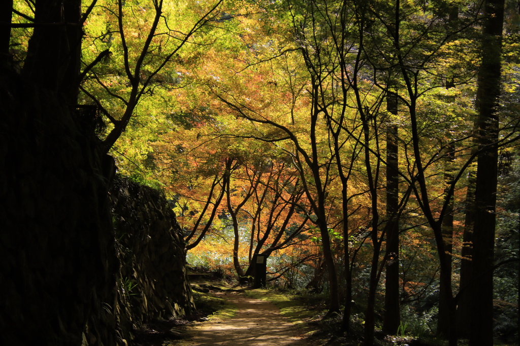 重源の郷紅葉３