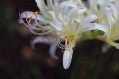 彼岸花2
