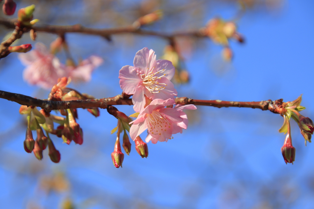 青空と河津桜
