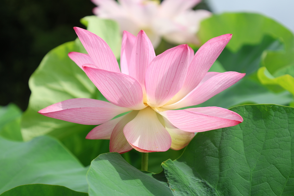 源久寺の大賀蓮2