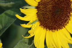 ヒマワリとバッタ