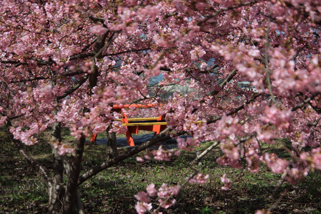 河津桜と手作りテーブル2