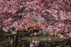 河津桜と手作りテーブル2