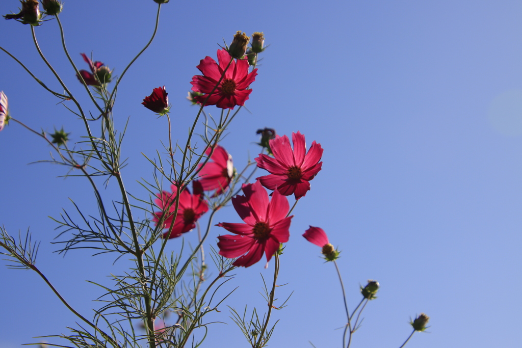 コスモスと青空1