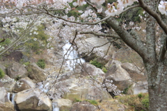 サクラと滝
