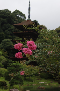 サルスベリと五重塔