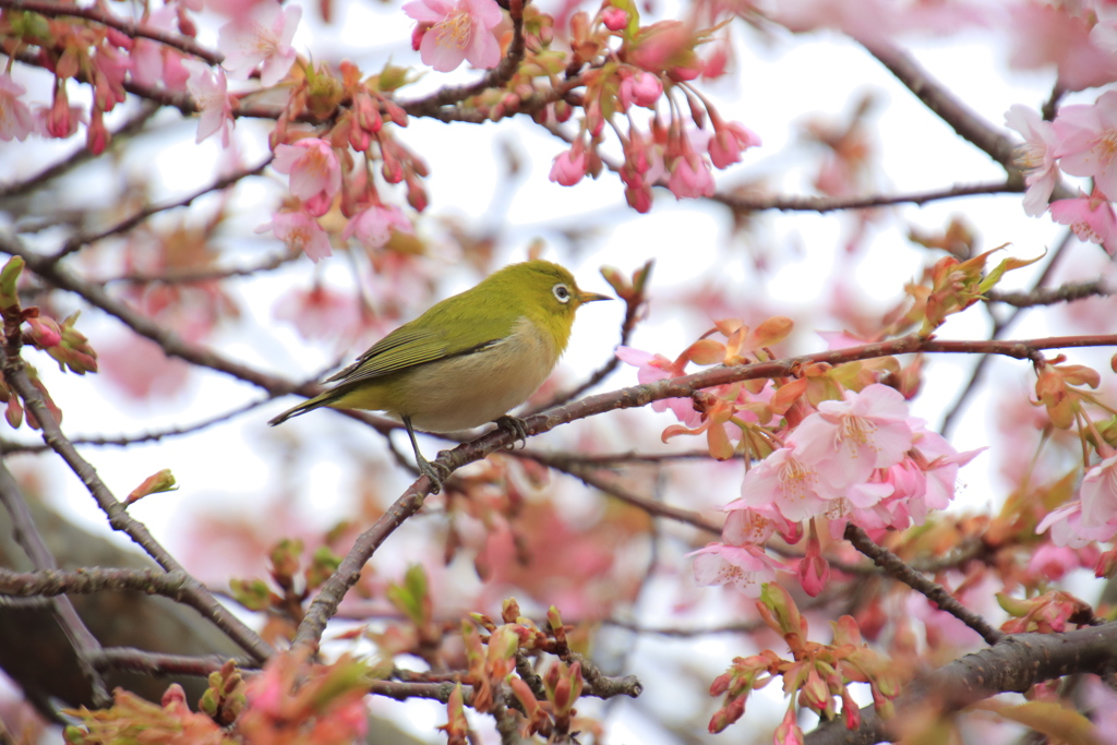 河津桜とメジロ1