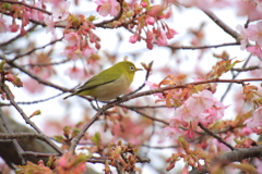 河津桜とメジロ1