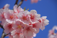 河津桜3