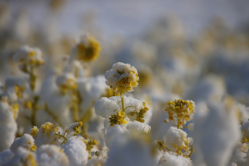 雪と菜の花