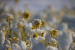 雪と菜の花