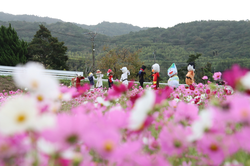 かかしとこすもす2