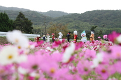 かかしとこすもす2