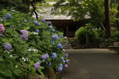 阿弥陀寺のアジサイ