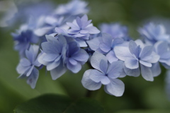 紫陽花1
