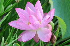 天平の池の大賀蓮