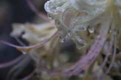 水滴