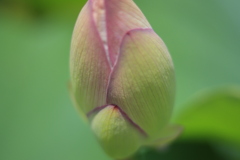 孫文蓮のつぼみ