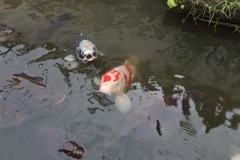 ごはん ください！
