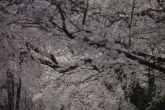 しだれ桜2