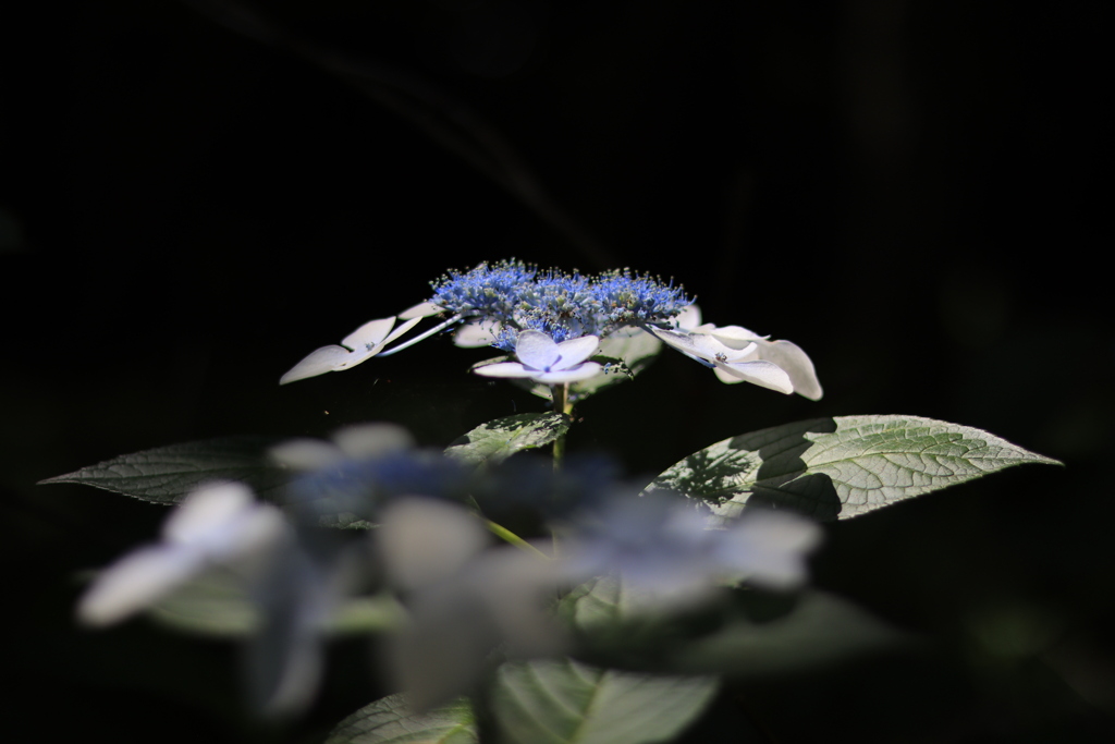 紫陽花