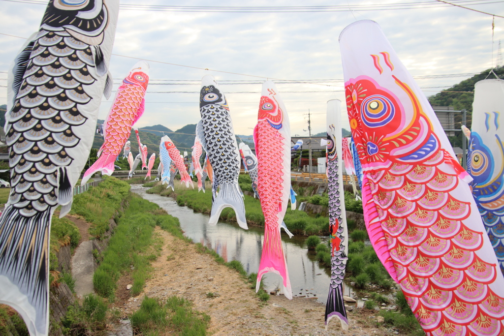 鯉のぼり2