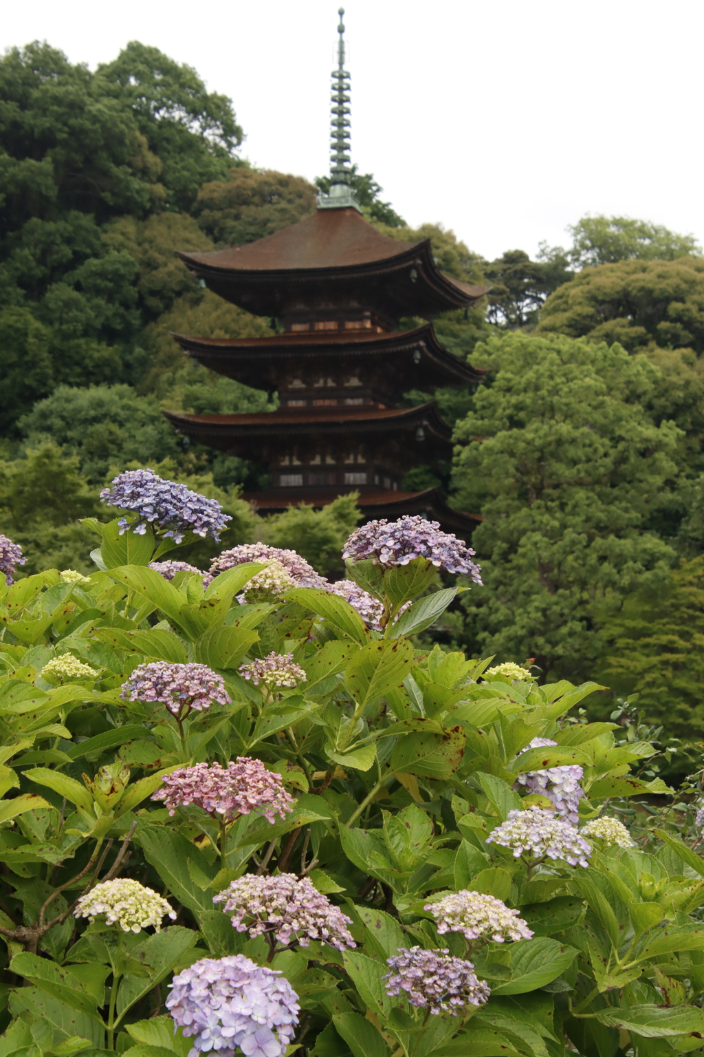 アジサイと五重塔6