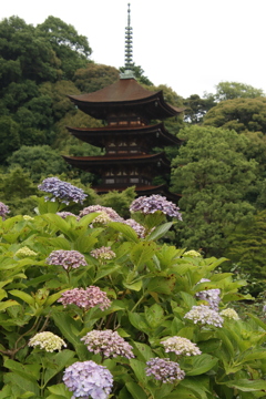 アジサイと五重塔6