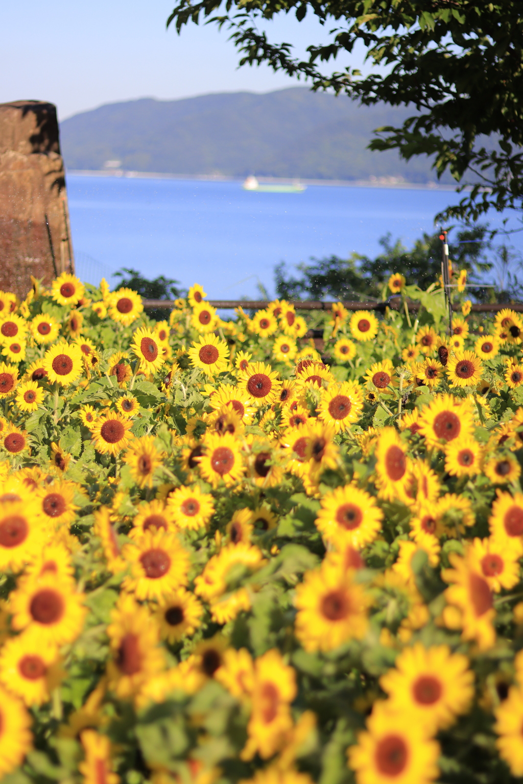ひまわり畑と海と船