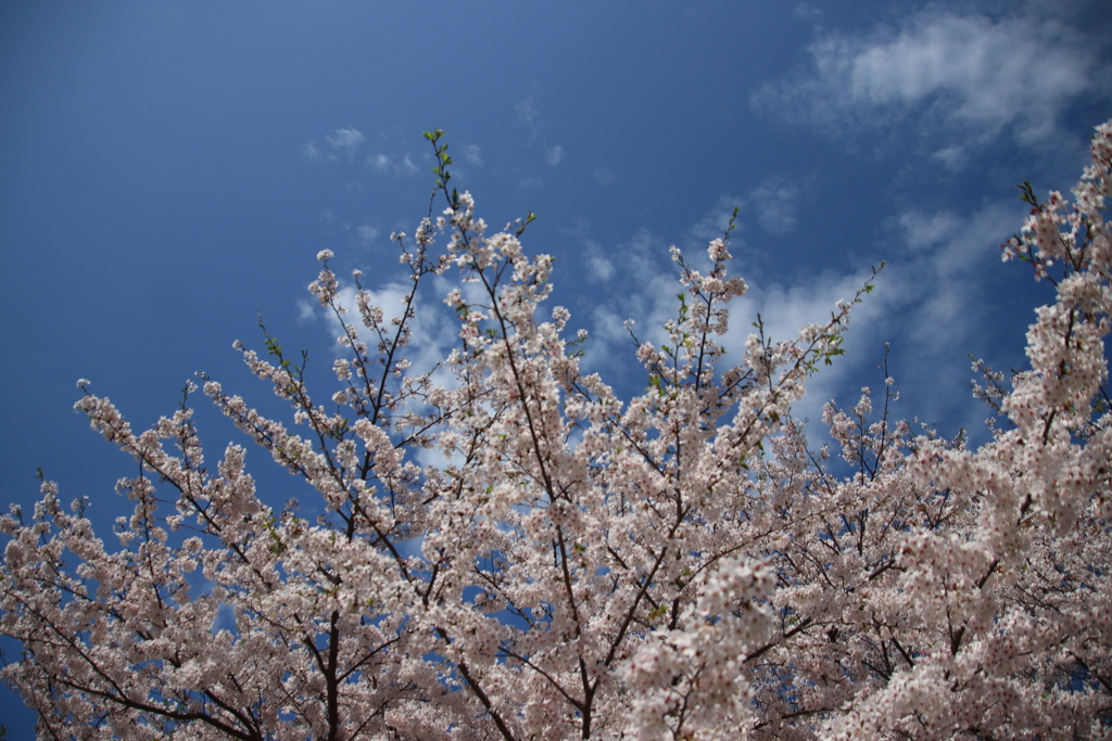 さくらと青空