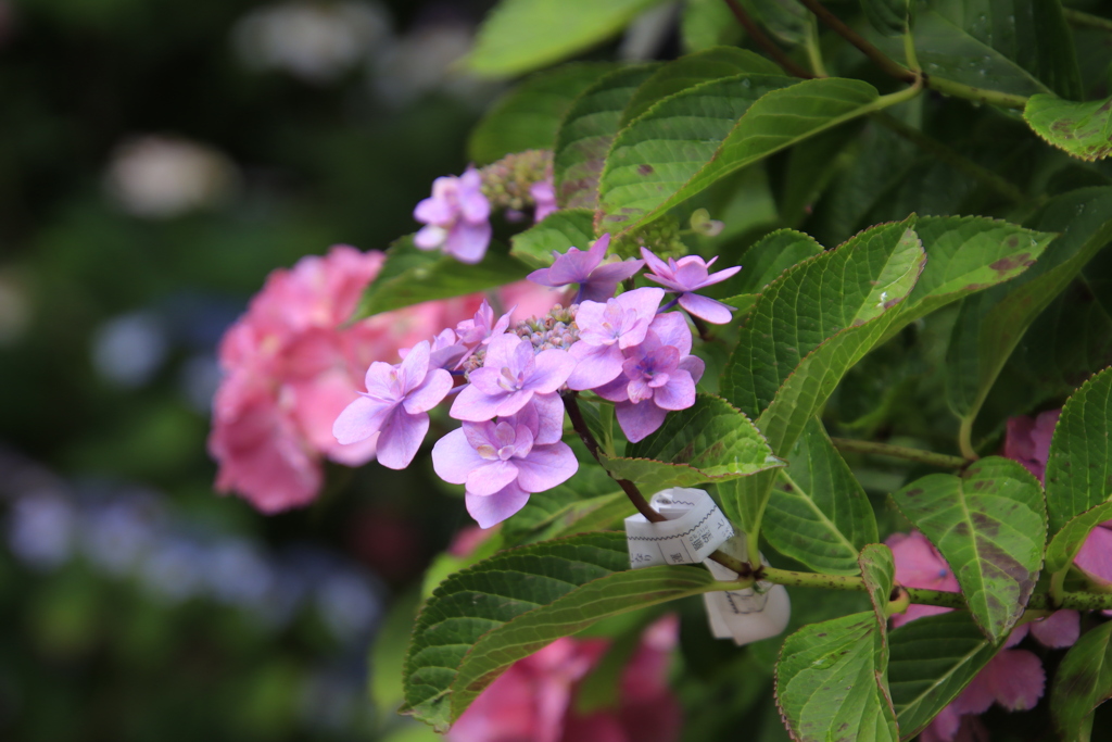 紫陽花7