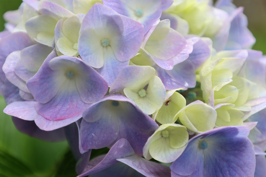 紫陽花2
