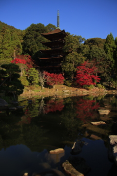 瑠璃光寺五重塔と紅葉5