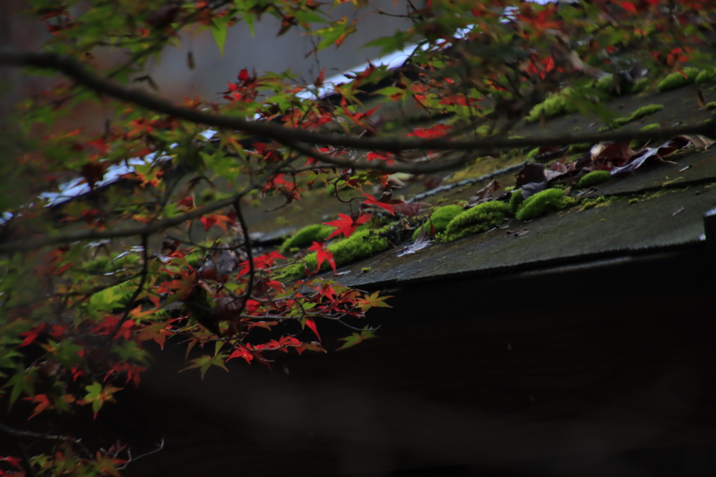もみじとコケ2