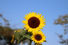 青空とヒマワリ