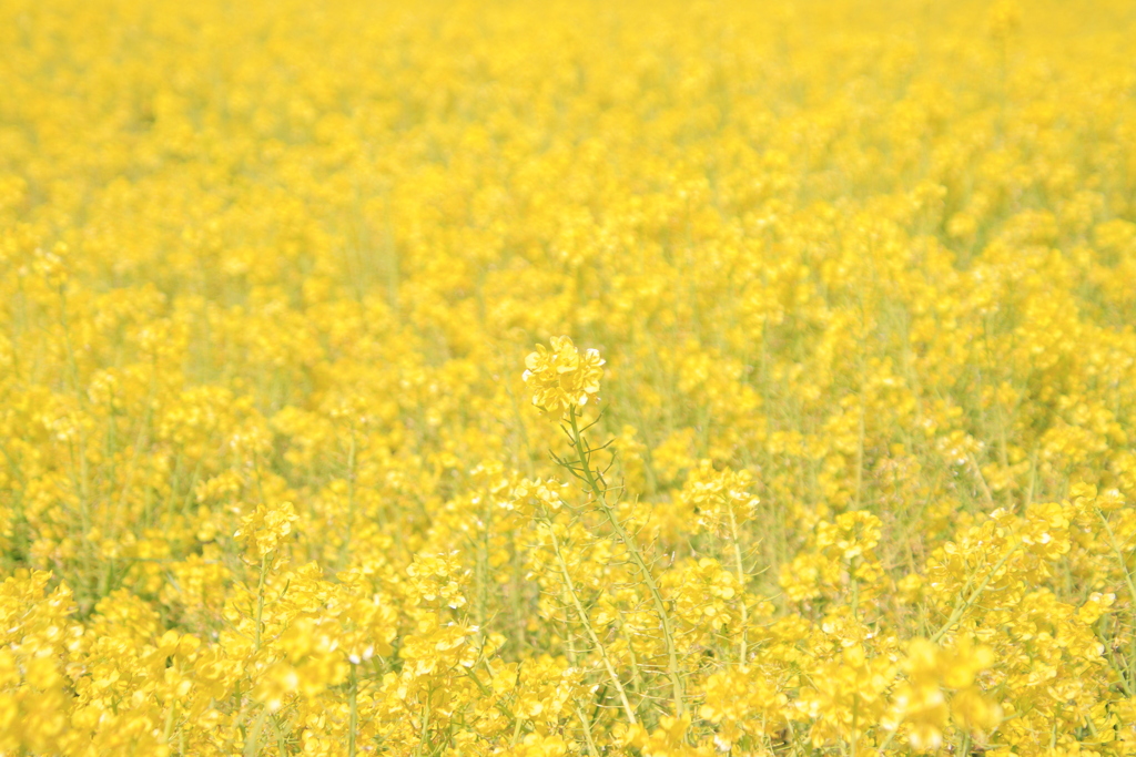菜の花畑3