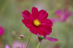 コスモス4