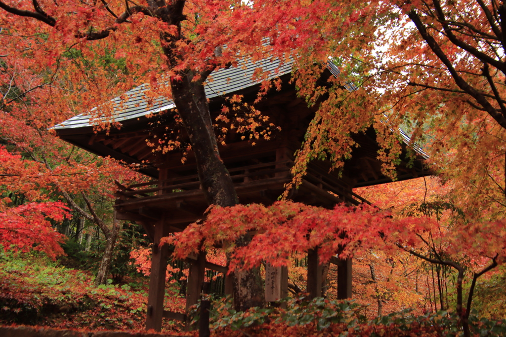 11.22両足寺紅葉1