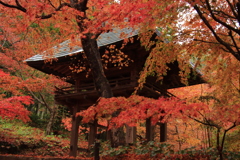 11.22両足寺紅葉1