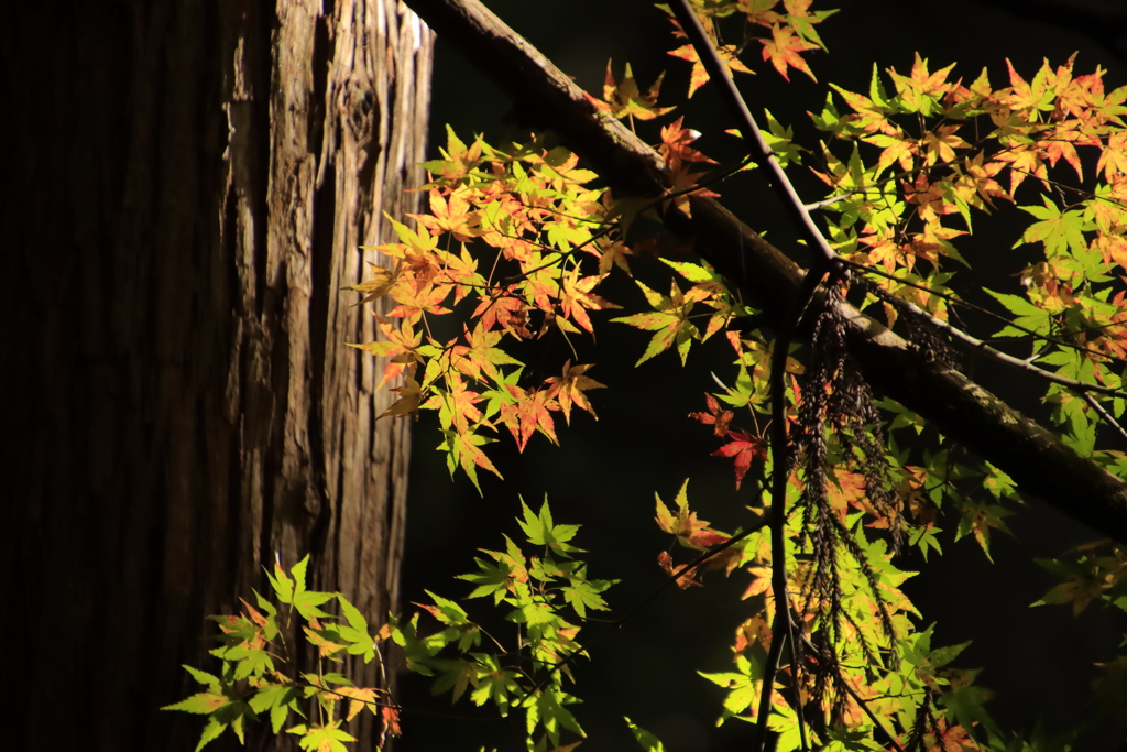 重源の郷紅葉２