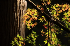 重源の郷紅葉２