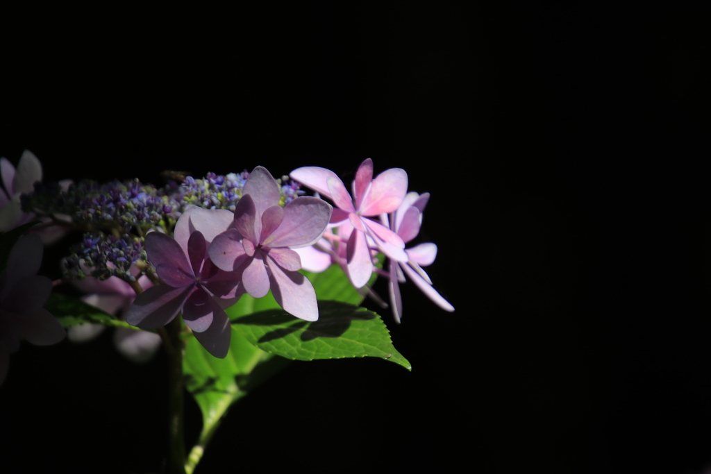 紫陽花5