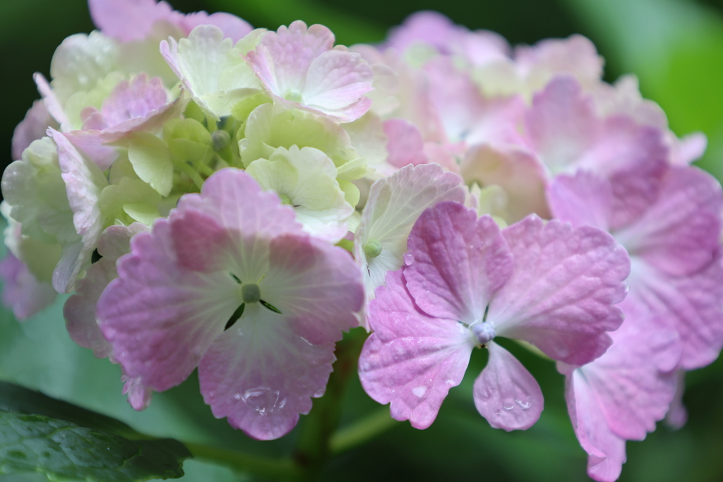 紫陽花3