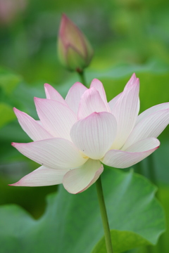 源久寺の大賀蓮2
