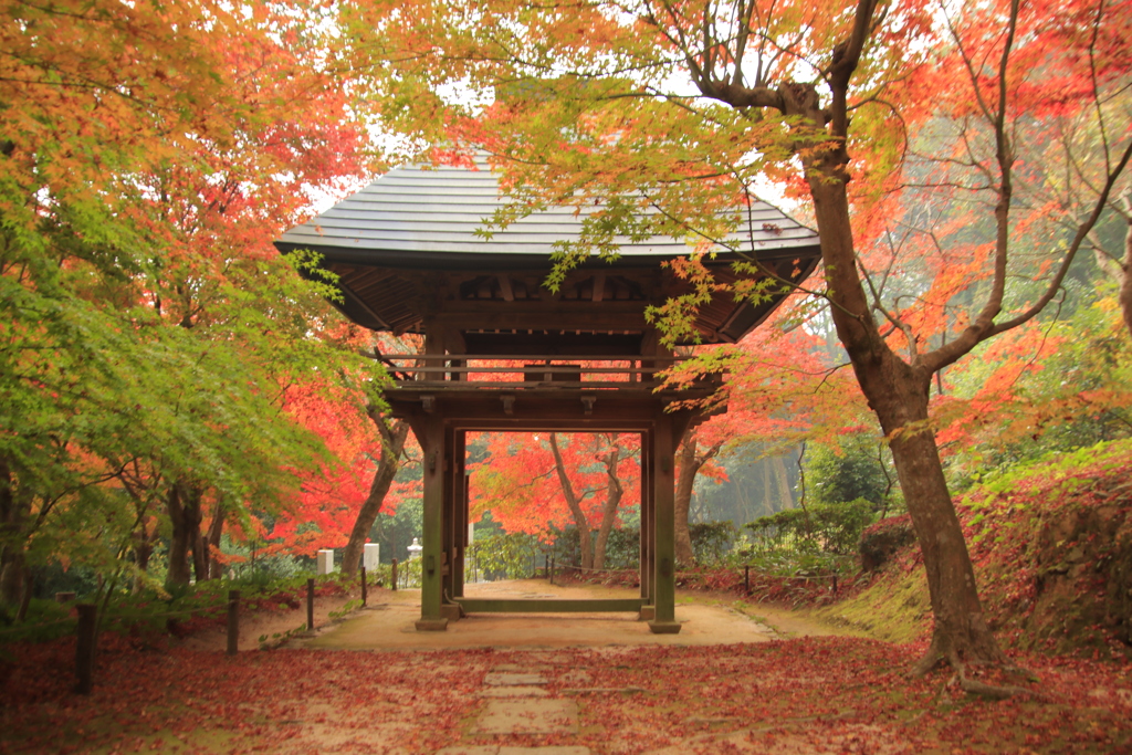 両足寺紅葉3